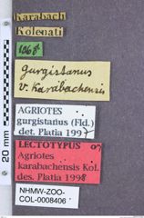 Etikette zu Agriotes karabachensis (NHMW-ZOO-COL-0008406)